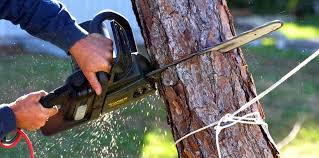 Best Hazardous Tree Removal  in Morris, IL