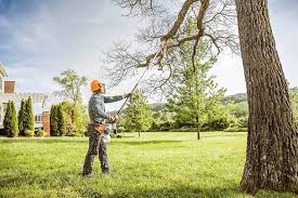 Best Tree Disease Treatment  in Morris, IL