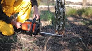 How Our Tree Care Process Works  in  Morris, IL