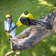 Best Tree Risk Assessment  in Morris, IL