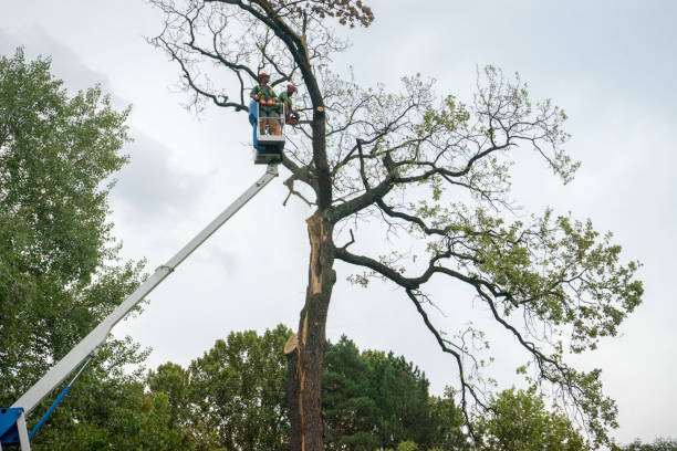 Best Fruit Tree Pruning  in Morris, IL