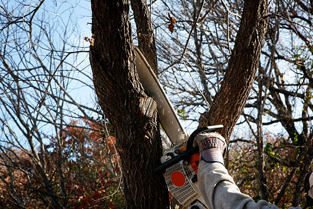 Seasonal Cleanup (Spring/Fall) in Morris, IL