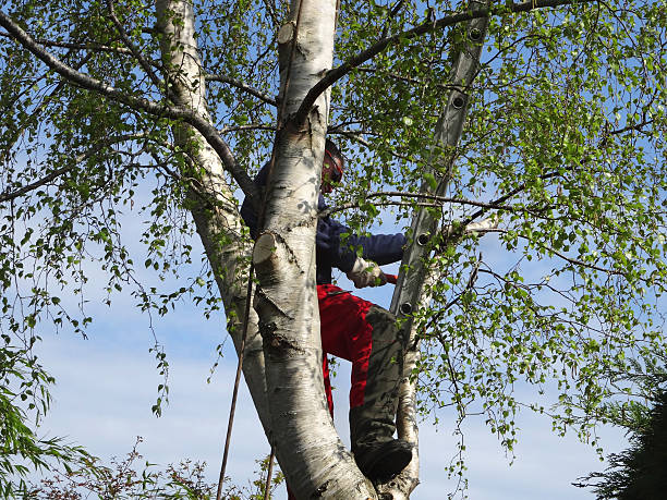 Best Tree Planting  in Morris, IL