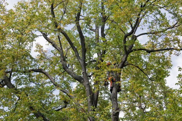 Best Tree Removal  in Morris, IL